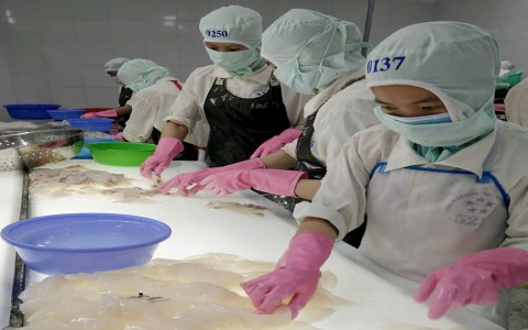 Xuất khẩu mực, bạch tuộc của Việt Nam tăng hơn 20% trong tháng 9/2020
